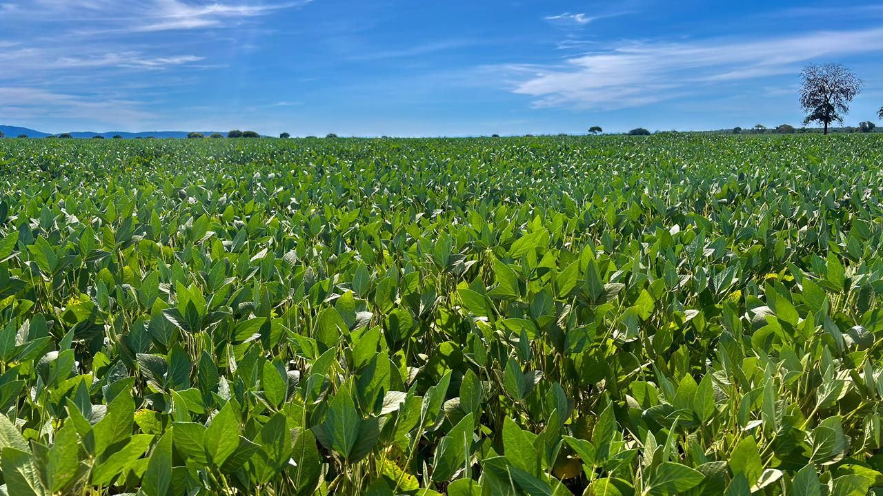 Goiás caminha para a segunda maior safra de grãos da história