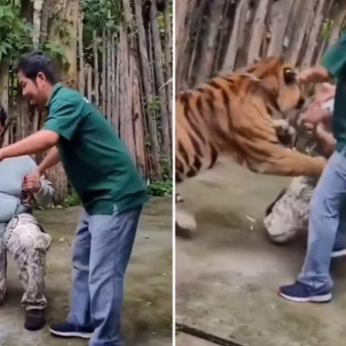 Tigre ataca turista