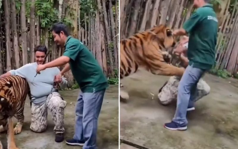 Tigre ataca turista