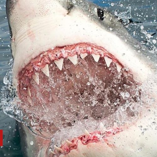 Tubarão ataca e arrasta mulher para o fundo do mar