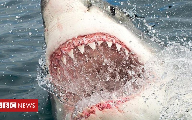 Tubarão ataca e arrasta mulher para o fundo do mar