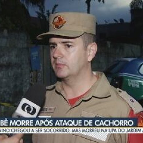 Pit bull que matou bebê o pegou do colo da mãe, diz bombeiro