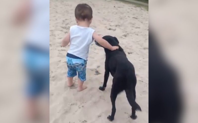 Cachorro ajuda bebê a caminhar