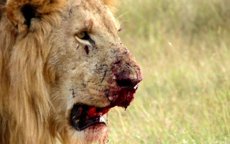 Jovem de 14 anos morre após ser atacada por leão