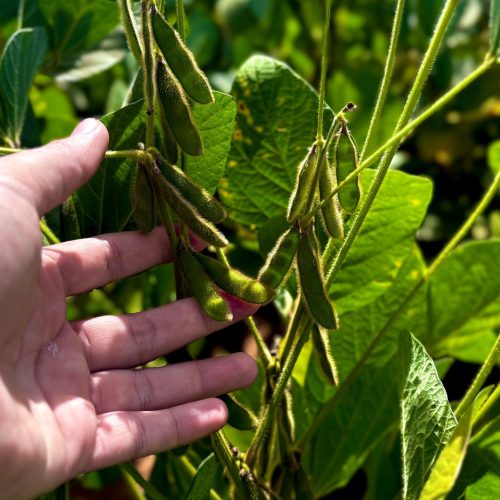 Produção goiana de grãos deve avançar 14,2% na safra 2024/2025