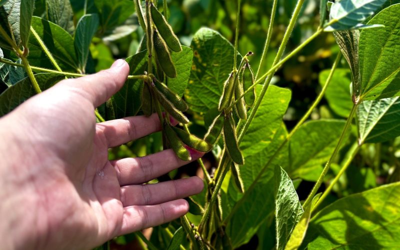 Produção goiana de grãos deve avançar 14,2% na safra 2024/2025