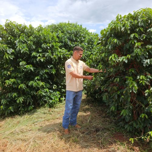 Governo de Goiás fomenta pesquisa para impulsionar a cafeicultura regional