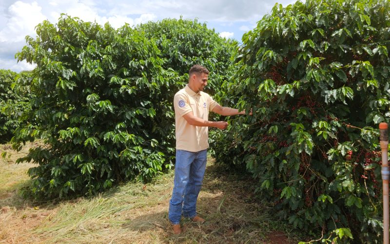 Governo de Goiás fomenta pesquisa para impulsionar a cafeicultura regional