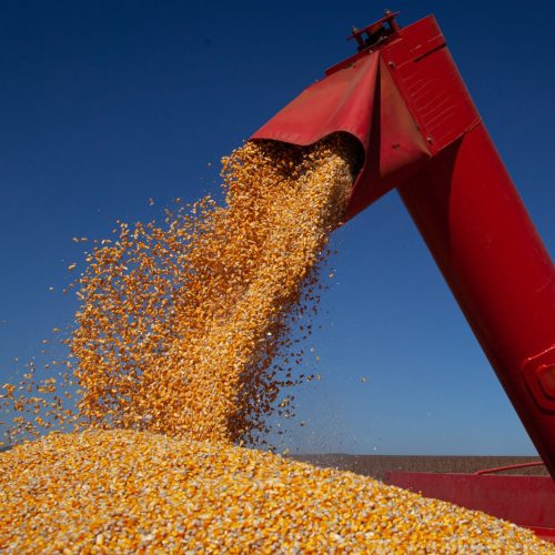Economia: Goiás deve colher 38,4 milhões (Recorde) de toneladas de grãos em 2025