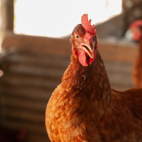 Goiás mantém status livre de gripe aviária e reforça ações de prevenção