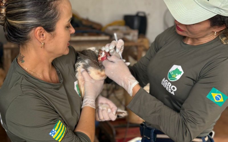 Goiás decreta situação de emergência zoossanitária preventiva contra a gripe aviária
