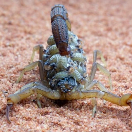 HCN alerta sobre aumento de acidentes com  escorpiões