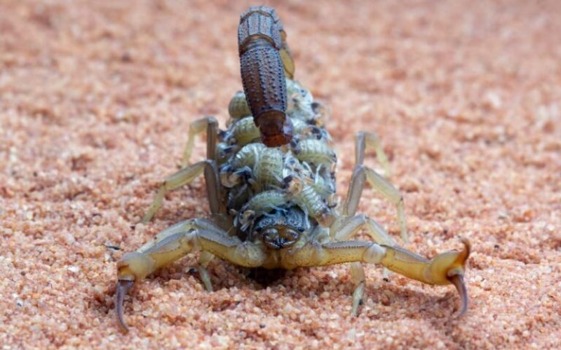 HCN alerta sobre aumento de acidentes com  escorpiões