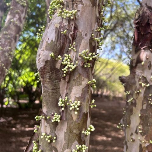 Pesquisas da UEG fortalecem a preservação do Cerrado e impulsionam o desenvolvimento sustentável em Goiás