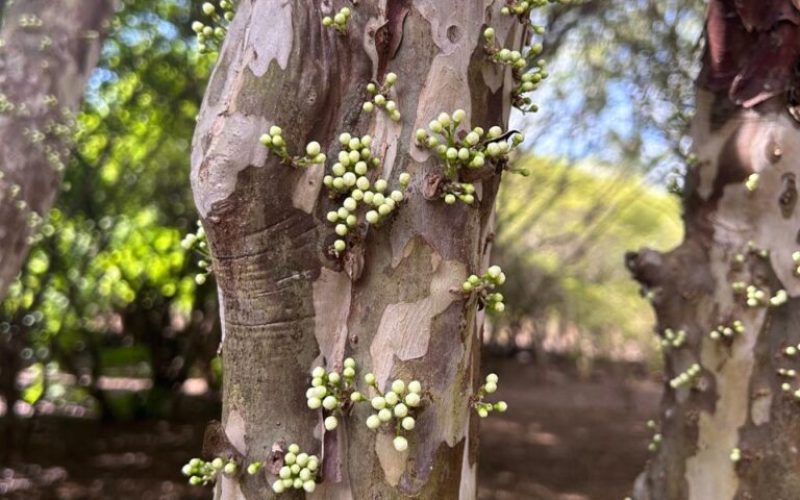 Pesquisas da UEG fortalecem a preservação do Cerrado e impulsionam o desenvolvimento sustentável em Goiás