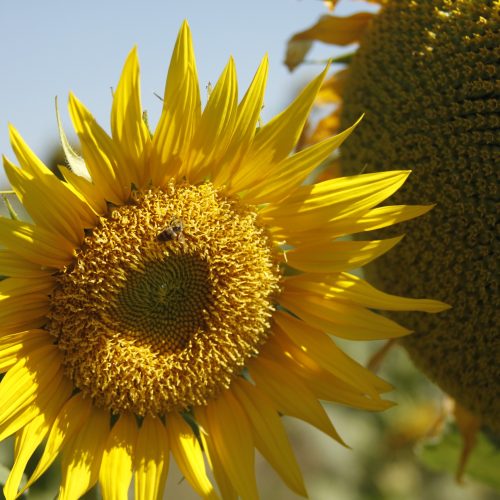 Produção agropecuária de 2025 consolida Goiás como liderança nacional