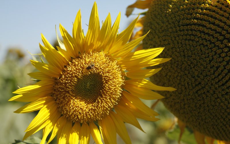 Produção agropecuária de 2025 consolida Goiás como liderança nacional