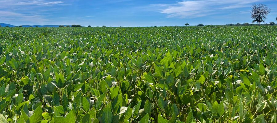 Goiás caminha para a segunda maior safra de grãos da história