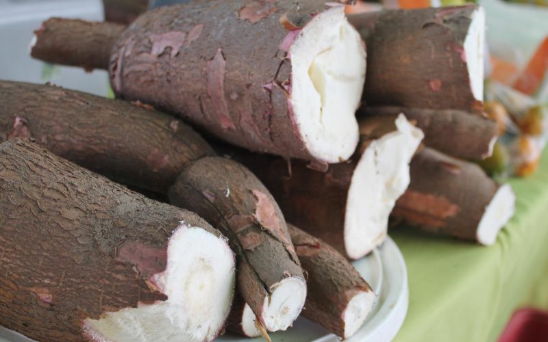 Produção de mandioca cresce em Goiás e impulsiona o setor