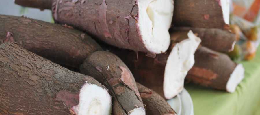 Produção de mandioca cresce em Goiás e impulsiona o setor