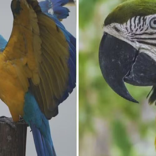 Araras são mortas a tiros, e moradores se revoltam: ‘Absurdo’