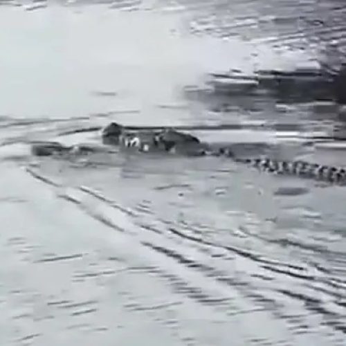 Tragédia: Adolescente de 13 anos é devorado  por crocodilo