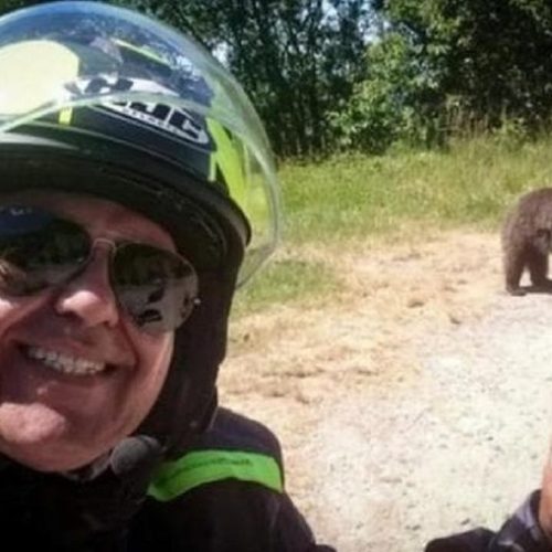 Italiano tira selfie com urso e morre após ataque