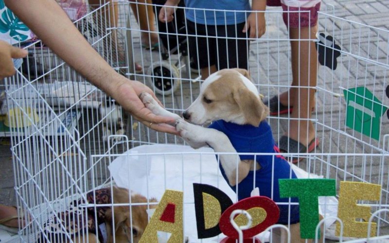 Aleto realiza 3ª Feira de Adoção com serviços gratuitos e ações de conscientização