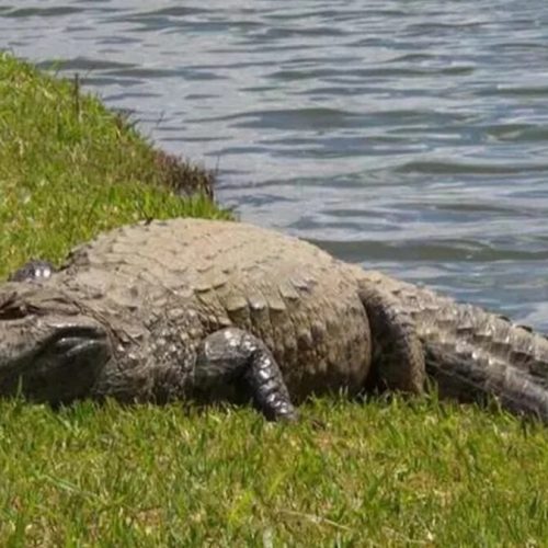Jacaré de 3,4 m derruba mulher e devora