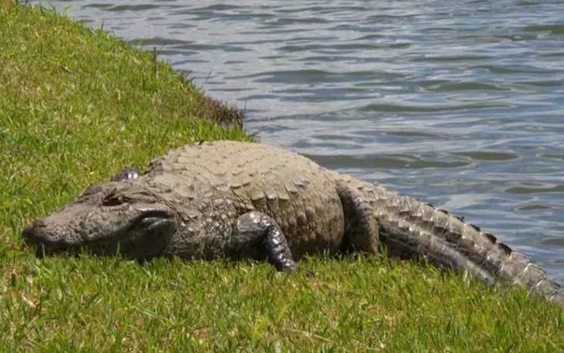 Jacaré de 3,4 m derruba mulher e devora