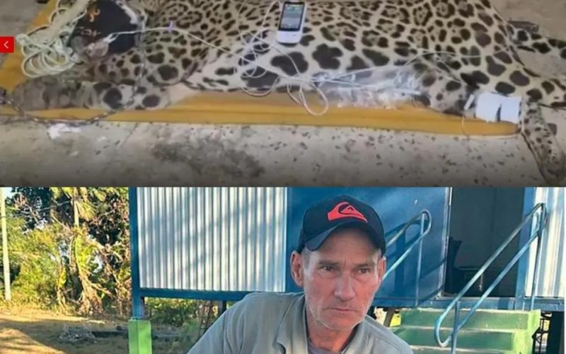 Onça que matou caseiro é capturada