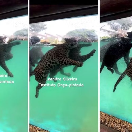Onças nadam e fazem ‘balé sincronizado’