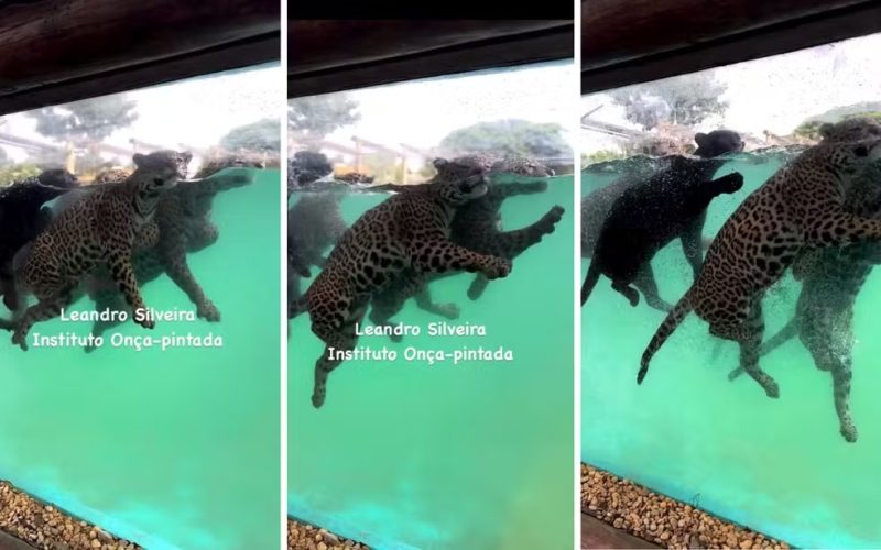 Onças nadam e fazem ‘balé sincronizado’