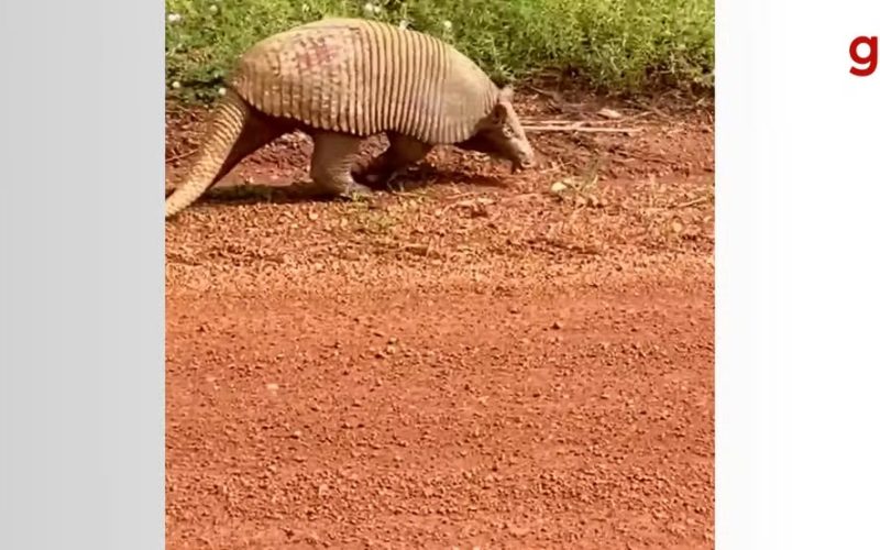 Tatu gigante chama atenção em estrada no Tocantins…