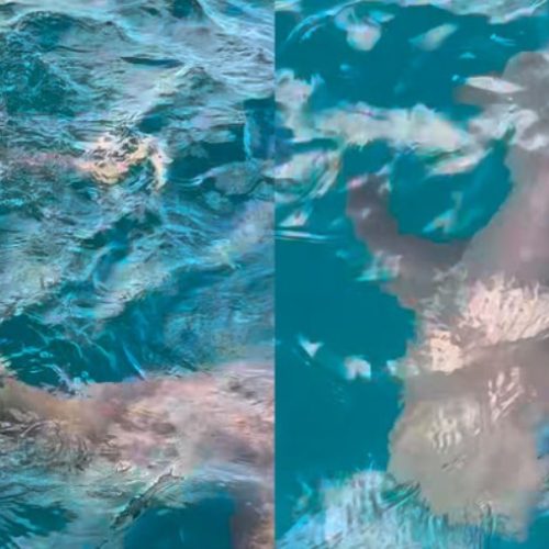 Jovem é surpreendida por tubarão em mergulho de mar