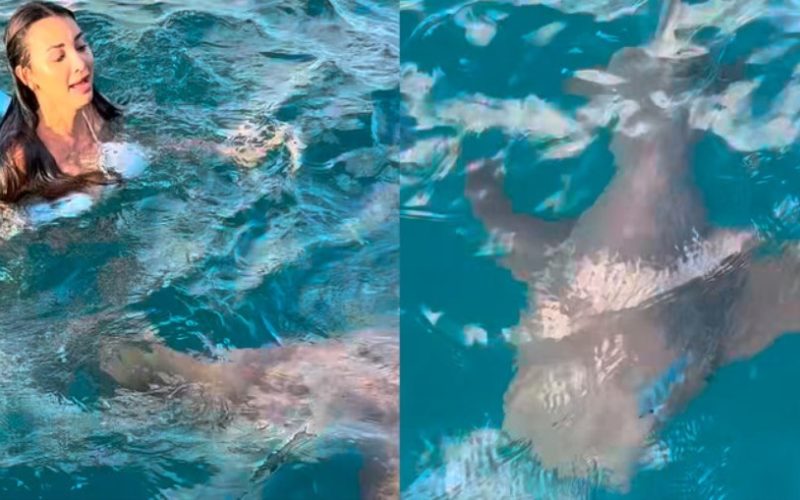 Jovem é surpreendida por tubarão em mergulho de mar